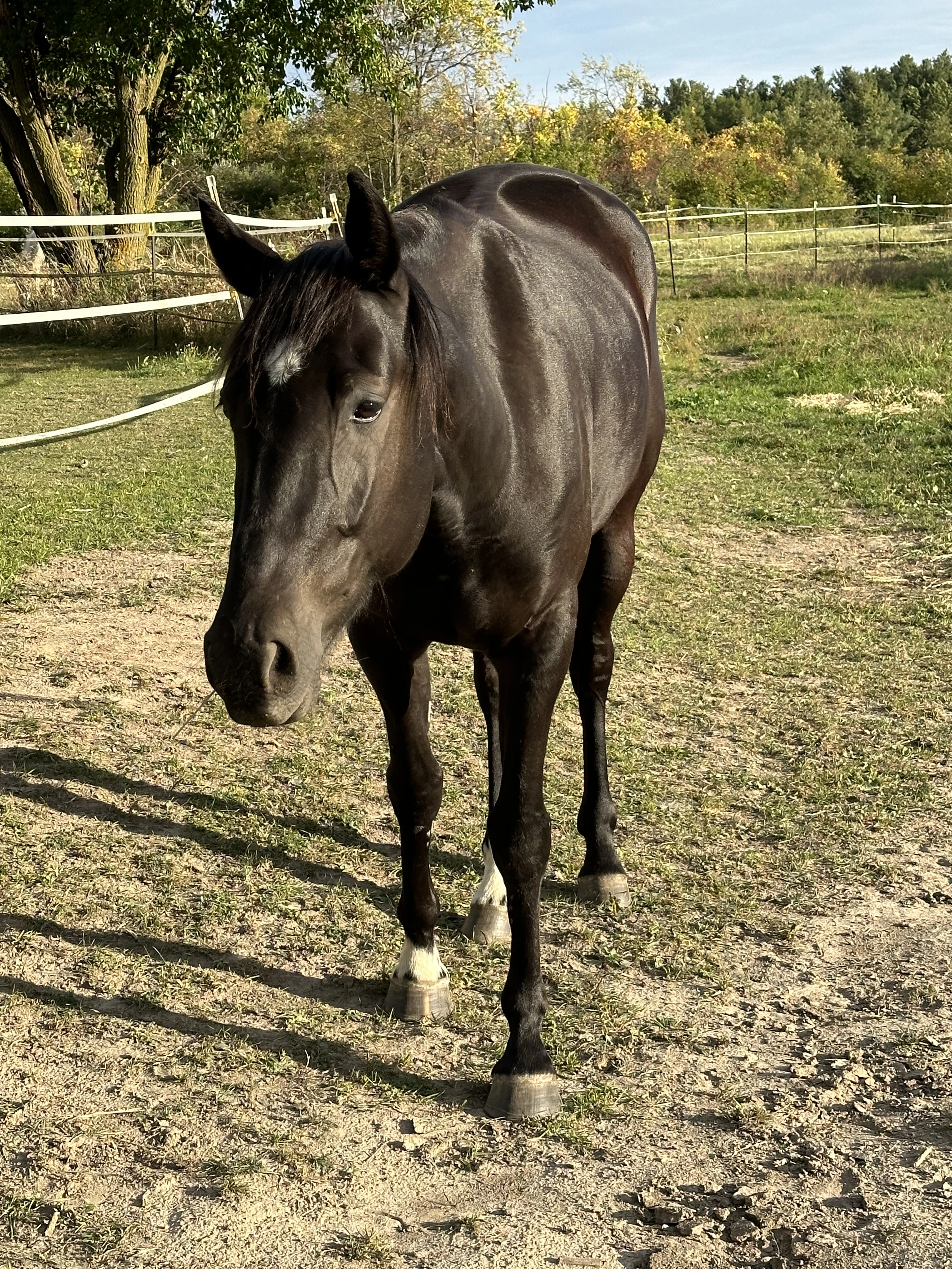 Exceptional Equestrians Unlimited Boo