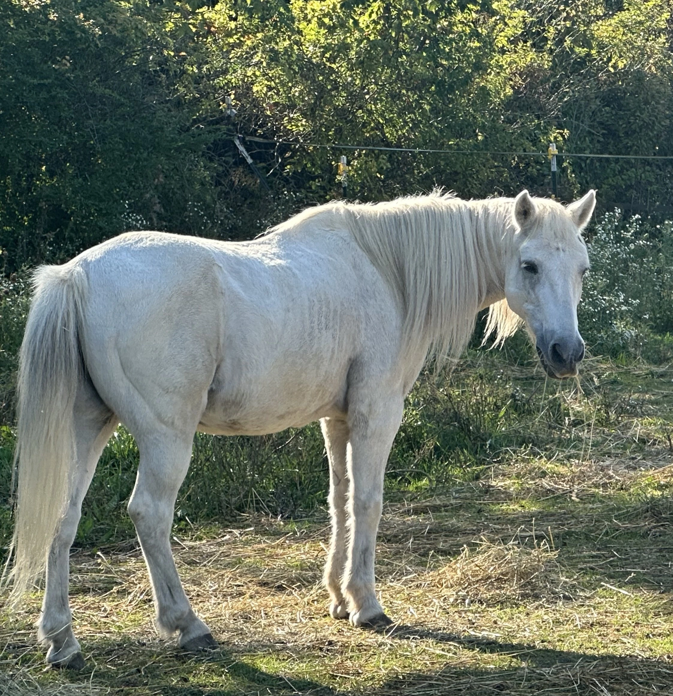 Exceptional Equestrians Unlimited Casper