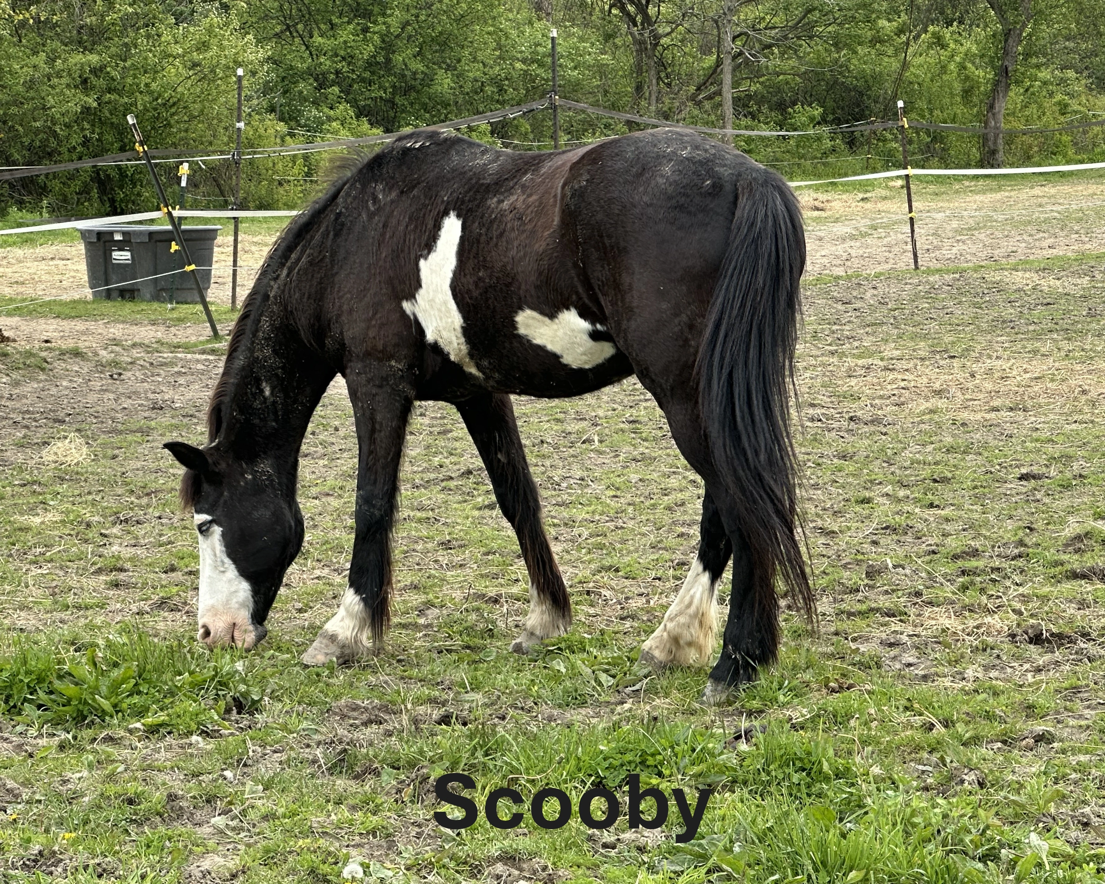 Exceptional Equestrians Unlimited Scooby