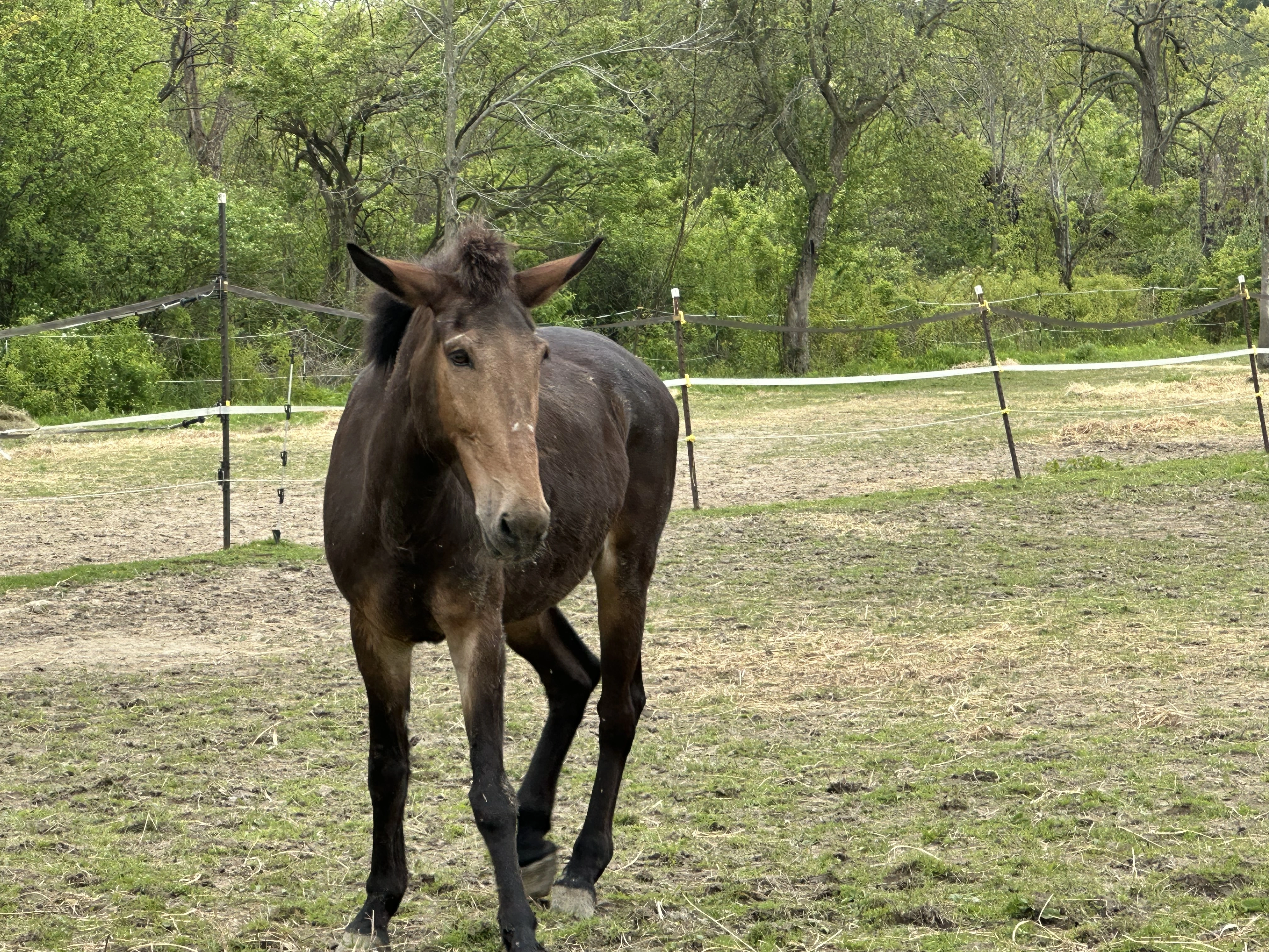 Exceptional Equestrians Unlimited Teddy